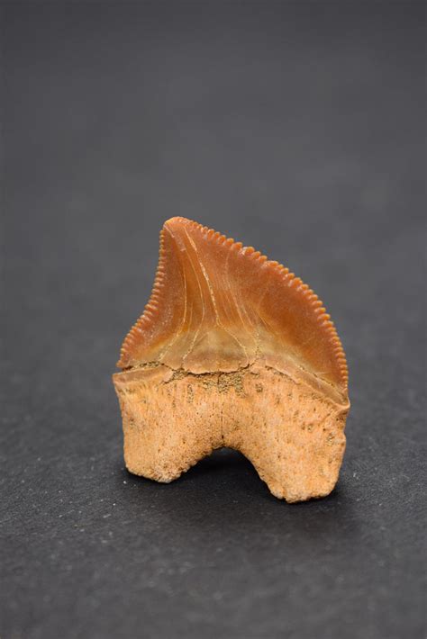 Finest Grade 106 Inch Squalicorax Pristodontus Crow Shark Tooth