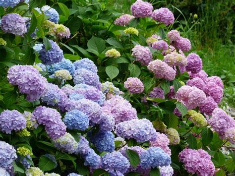 How To Change The Color Of Hydrangeas Old Farmers Almanac