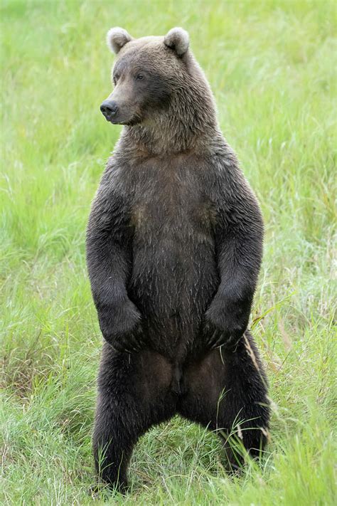Subadult Brown Bear Standing Photograph By Mark Kostich Pixels