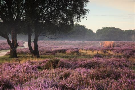 La zone est gérée par la réserve naturelle du gooi. Tafelbergheide bij Blaricum | KENNETHVERBURG•NL