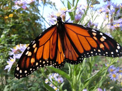 Whats Driving The Drop In Monarch Butterfly Numbers