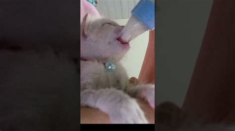 See What Cuteness Sly Kitten Drinking Milk In Her Piglet YouTube