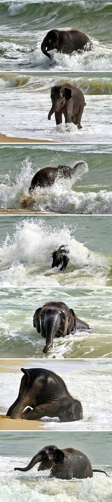 Baby Elephant Playing At The Beach