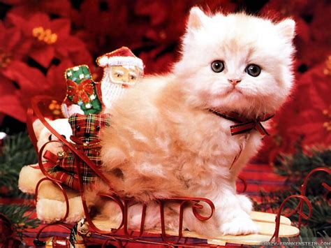Free Christmas Cats Wallpaper Collection To Decorate Your