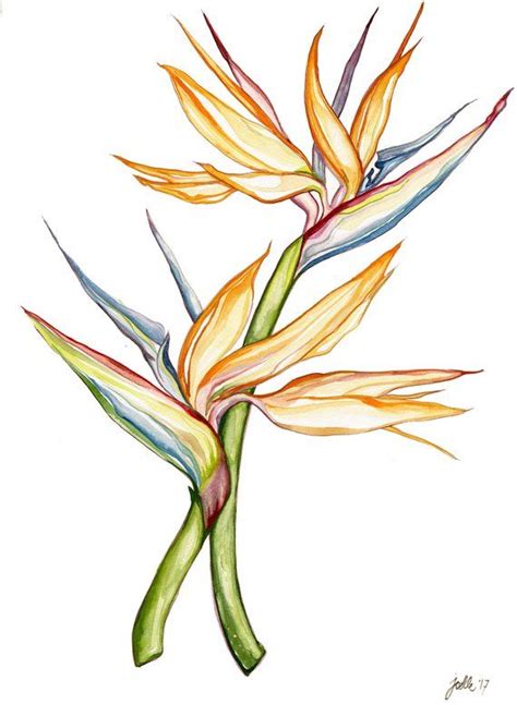 Beautiful Watercolor Rendition Of A Birds Of Paradise Flower
