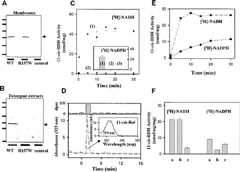 Functional Characterization Of Recombinant Wild Type And Arg157trp