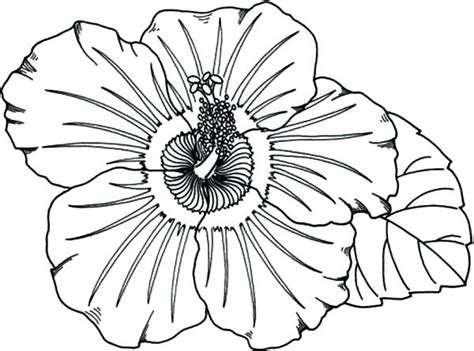 39+ hawaiian flower coloring pages for printing and coloring. Hawaiian Flower Coloring Page at GetColorings.com | Free ...