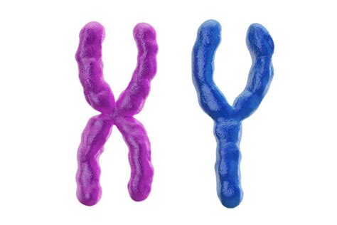 X Chromosom - Bilder und Stockfotos - iStock