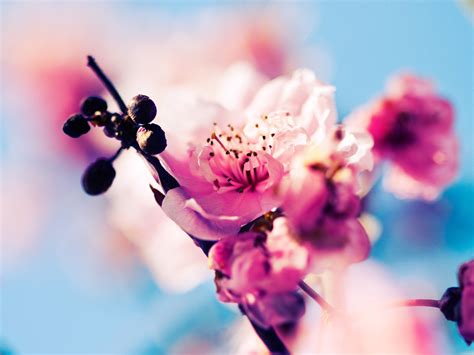 Free Download Sakura Blossom Flowers Hd Wallpapers Ping Sakura Blossom