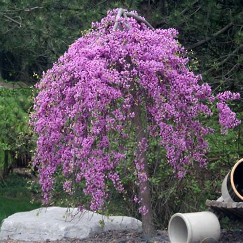 Cercis Canadensis Covey Lavender Twist Weeping Redbud Tidewater Trees