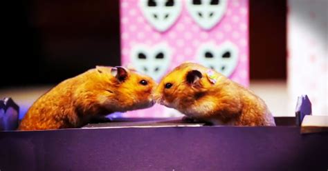 Love Is In The Air Even For These Hamsters I Cant Handle All This
