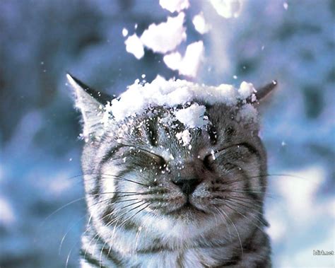 Cats In Snow Wallpapers Top Free Cats In Snow Backgrounds