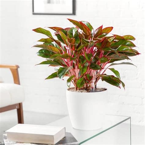 Plastic, ceramic and resin are materials options available in red plant pots. 15 Impressive Red Indoor Plants | Houseplants with Red Leaves