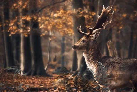 Autumn Tale By Yank Forest Animals Animals Animals Beautiful