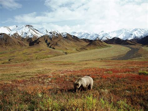 Bear In Alpine Meadow Alaska Pictures Majestic Animals Animal