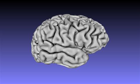 Brain 3d Model 3d Printable Stl