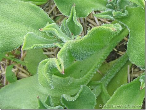 Crystalline Ice Plant Daves Square Foot Garden