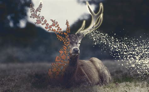 Wallpaper Deer Animals Nature Forest Hungary Sparkle 1732x1080
