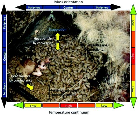 Physiological Trade Offs Of Forming Maggot Masses By Necrophagous Flies On Vertebrate Carrion