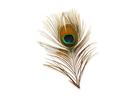 peacock feather png hd png all png all