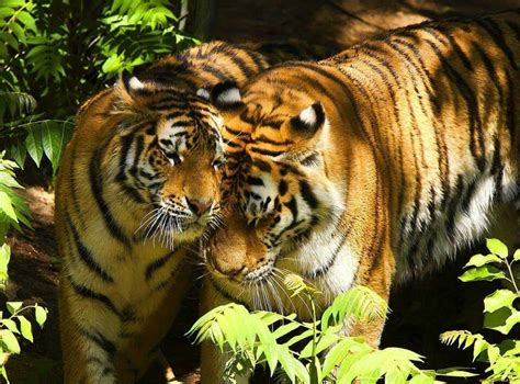 Romantic With Images Tiger Tiger Love Wild Cats