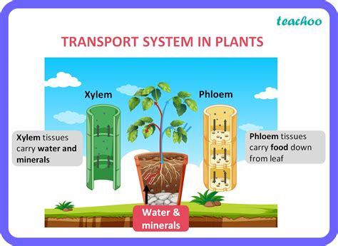 Active Transport In Plants