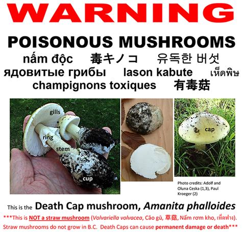 Poisonous Mushroom Warning The District Of Oak Bay