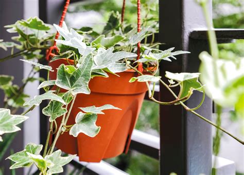Ivy Plant Care 101 How To Grow Ivy Indoors Bob Vila