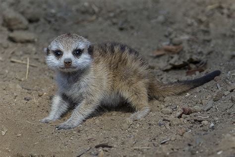 Meer Ly Adorable Meerkat Born At San Diego Zoo San Diego Zoo