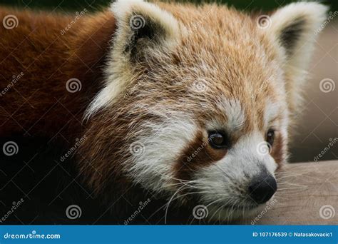 Red Panda On The Bamboo Tree Stock Image Image Of Bamboo Brown