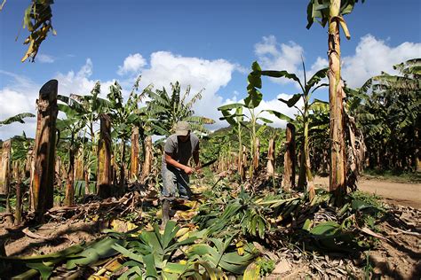 Anuncian más incentivos para los agricultores Primera Hora