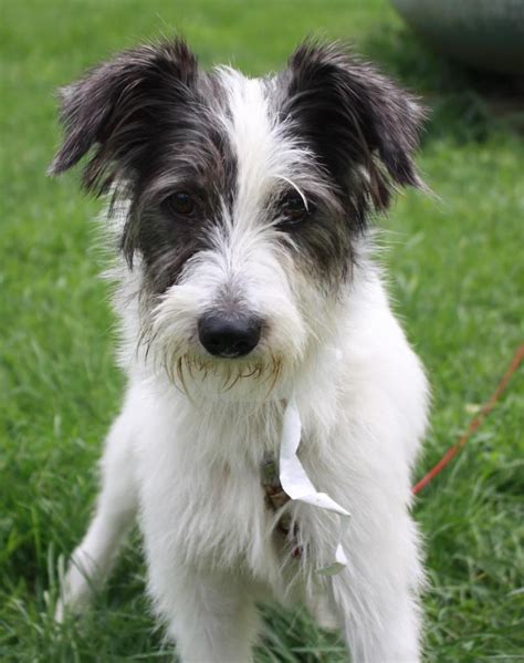 Scout Wire Fox Terrier Mix 5 Months Old Male Rescue Farm Poland