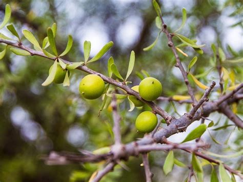 Fruit Trees From Africa Orchard Of Flavours