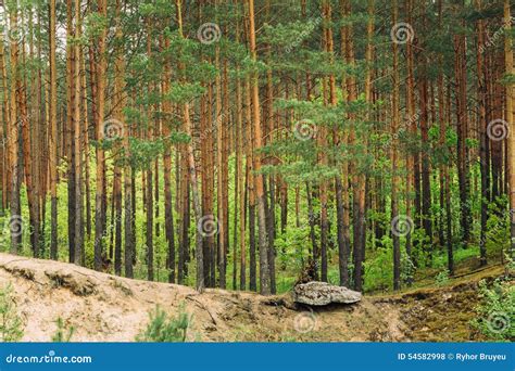 Green Coniferous Forest Summer Nature Stock Photo Image Of Scene
