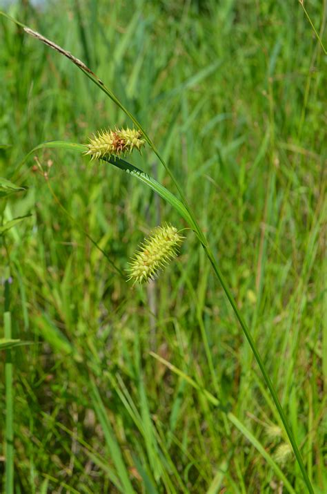 Carex Hystericina Illinois Botanizer