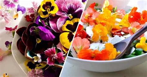 The Edible Flower Guide Cooking With Flowers From The Garden