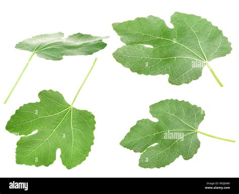 Adam Fig Leaf Hi Res Stock Photography And Images Alamy