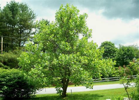 The 15 Best Trees For Any Backyard Best Shade Trees Backyard Trees