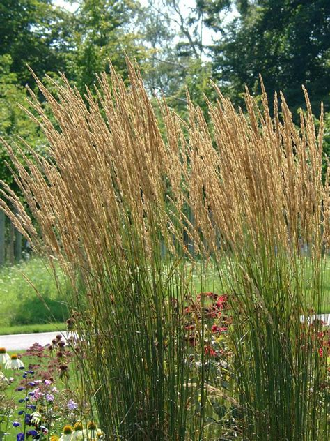 Stauden Stade Versand Shop Calamagrostis X Acutiflora Karl Foerster