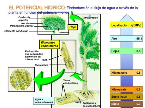 Ppt Relaciones Hidricas ¿por Qué Necesitan Agua Las Plantas