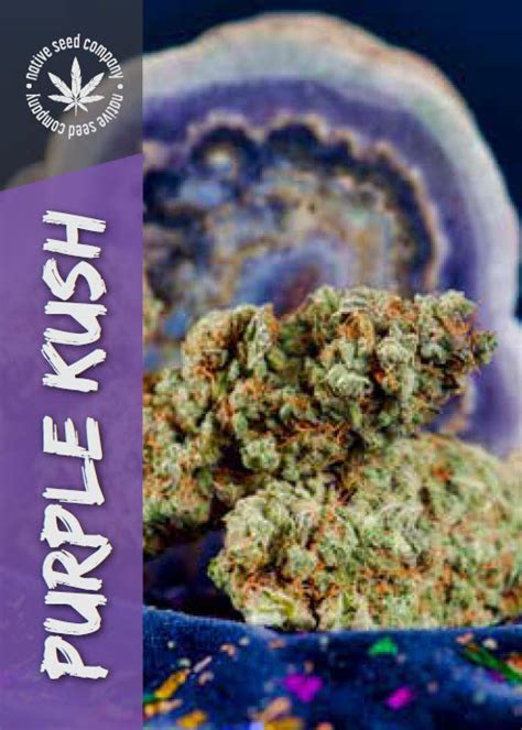 Seed Collector Card Purple Kush 022 Canadian Health Brands