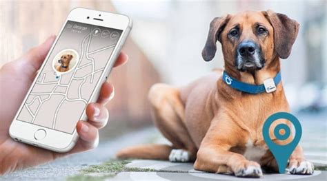 The 11 Benefits Of The Gps Dog Tracking Collar Hubpages