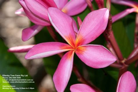 Plumeria Acutifolia Frangipani Ellenby Tree Farm