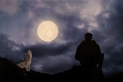 Hd Wallpaper Silhouette Of Wolf On Top Of Peak Beneath Moon And