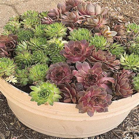 Commonly Called Hens And Chicks Hardy Perennial Sempervivum Seeds