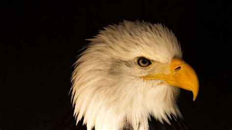 Wallpaper Eagle Bird Predator Beak Profile Hd Picture Image