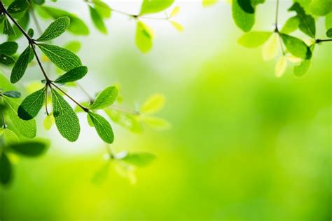 Premium Photo Closeup Nature View Of Green Leaf On Blurred Greenery