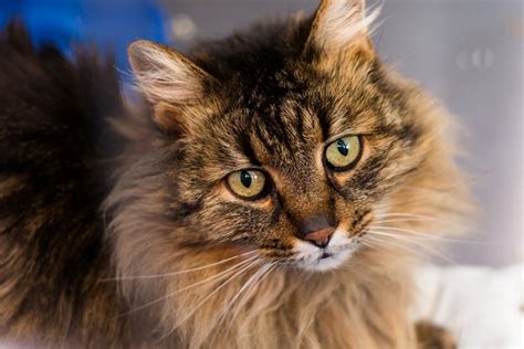 Domestic Longhair Cat Breed Info Pictures Temperament And Traits Pet