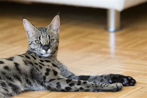 6 Spotted Cat Breeds