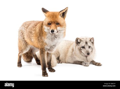 Red Fox Vulpes Vulpes Standing Next To Arctic Fox Vulpes Lagopus